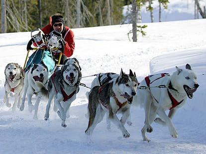 Cruel games that use animals for entertainment