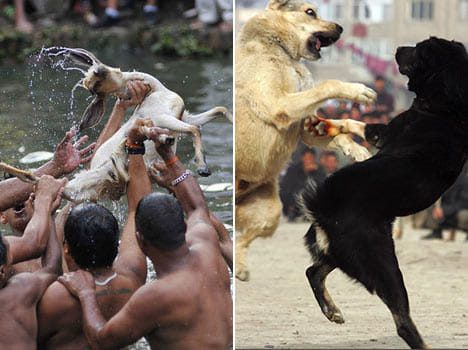 Cruel games that use animals for entertainment