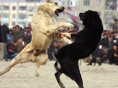 Cruel games that use animals for entertainment
