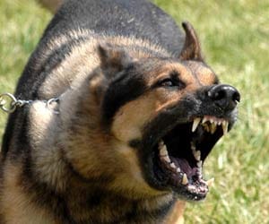 Bhowapur bitten by dogs in seven.