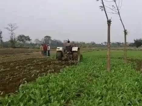 drugs cultivation destroys in malda