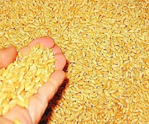 food security bill in all districts in UP.