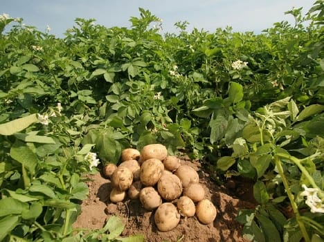 potato crop efected