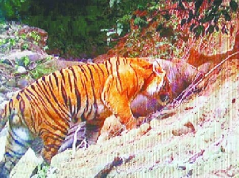 Being laid in the area monitoring