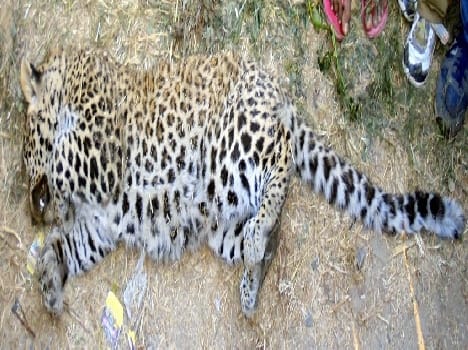 guldar found dead in forest