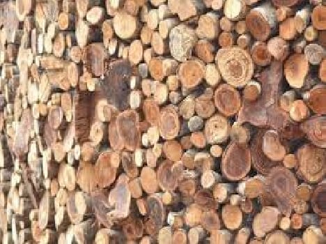 Sandalwood smuggling