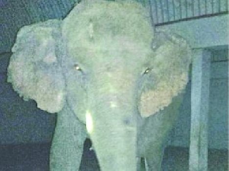 elephant injured its caretaker