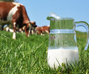government made a plan to bring milk to the houses in up 
