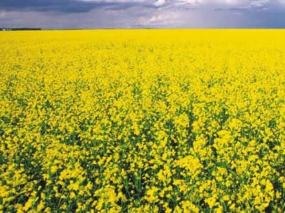 cut price in musturd oil,