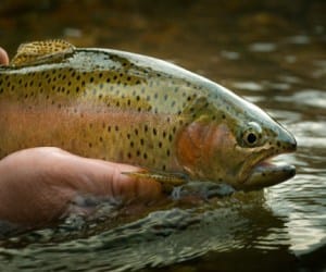 trout fish of England is the most delicious fish today.