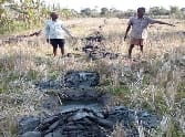 The social forestry farms Launched in the excavation pits