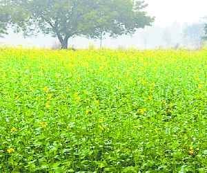Weather threatens crops rather than attitude