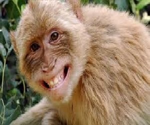 monkey bite anti rabies by forest department.