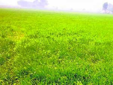 Farmers face rain bloom