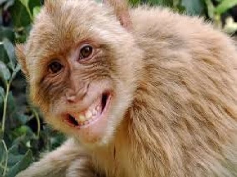 So here come the monkey