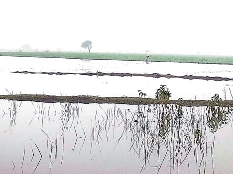 Over Flow distributaries , field full of water