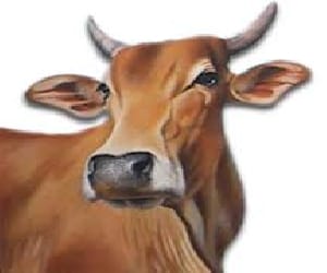 seminar about desi cow in vet. university