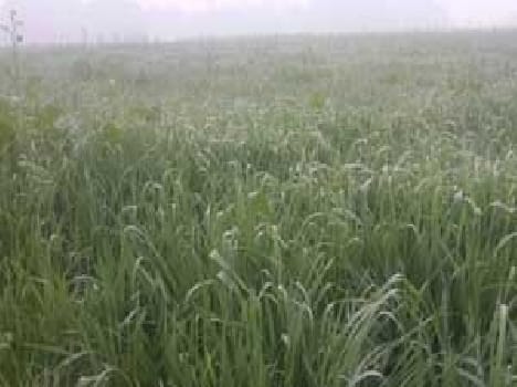 Rain came new life in 