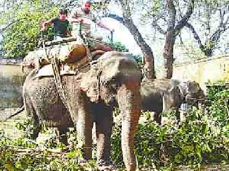champakali fit, tourist can enjoy from 26
