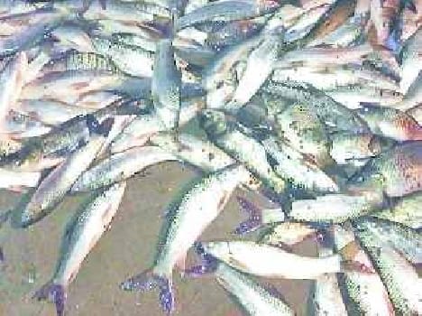 Put poison in the pond, killing thousands of fish