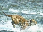 Forest Corporation will be in office The Tiger Guest House