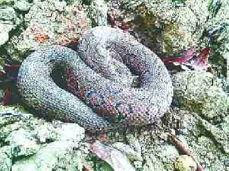 Python found along the canal