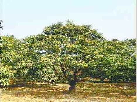 Mango crop damage from cold