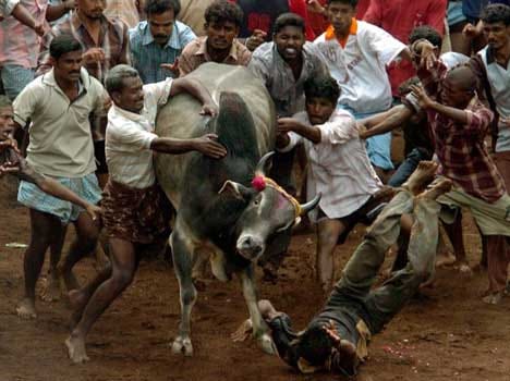 plea Dismissed regarding jalikattu in supreme court