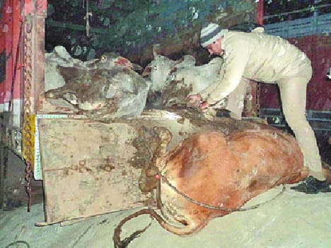 Cow full truck caught