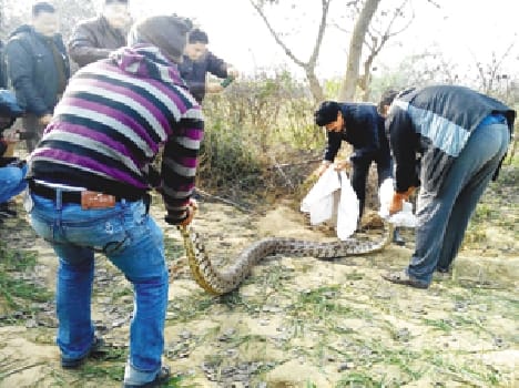 python found in Bhidnu 