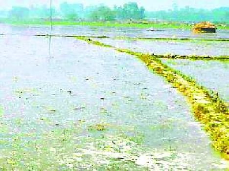 500 acres of crops submerged due to canal cuts
