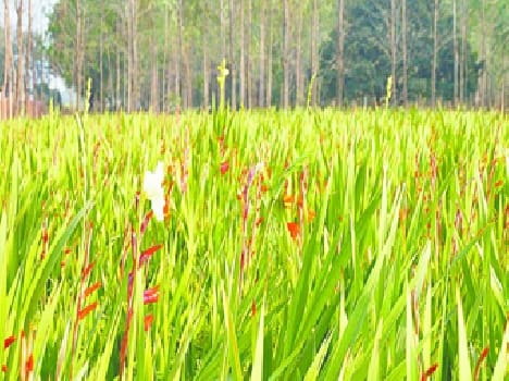 Trends toward increased floriculture