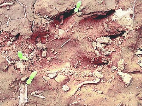Leopard in the village, farmers panic