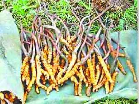 15 lakhs rupees Nepali herbs recovered