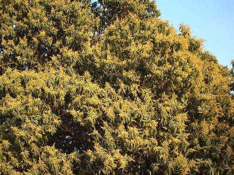 polination in mango trees before Two months. 