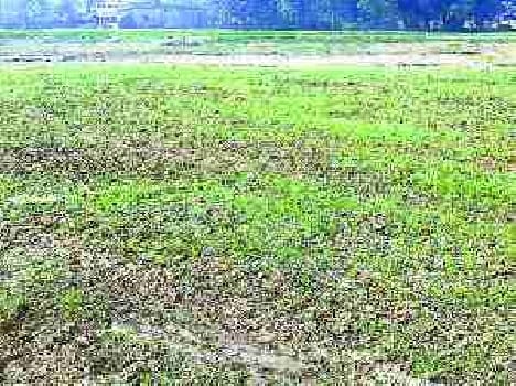 Pond's 365 acres land occupied 