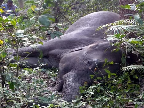 The body of the elephant was in the range of Dudhwa Stiana