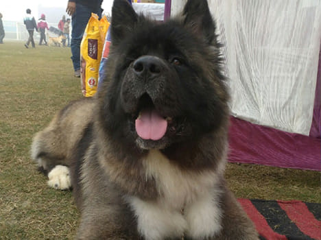 dog bite