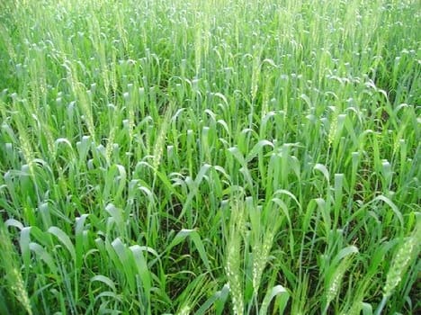 fear for wheat, gehoon ka mama appeared