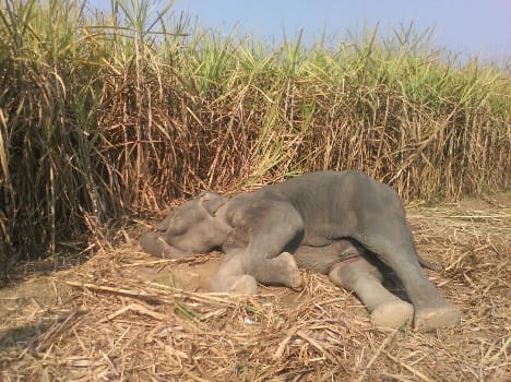 the treatment of the injured female elephant is doing by Nepali doctor