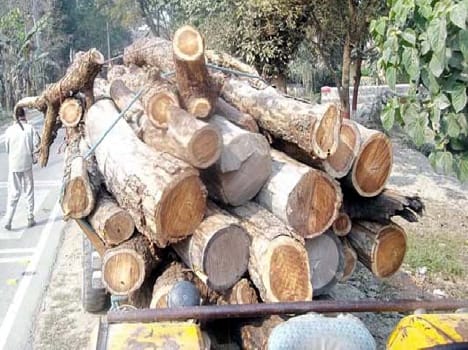 Rosewood recovered
