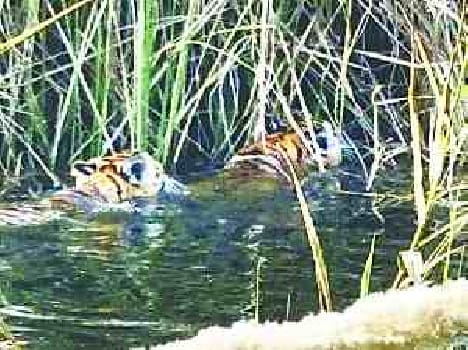 tiger swims with its cub in katarniyaghat