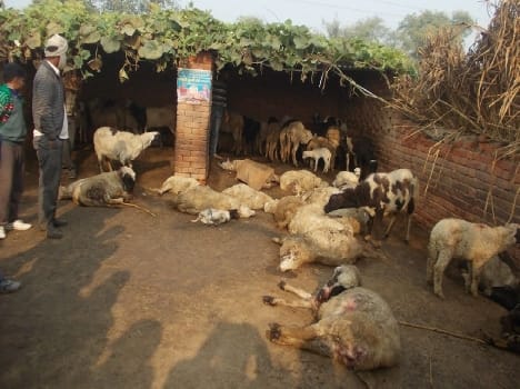 25 sheep killed by wild animals in Rasoolpur