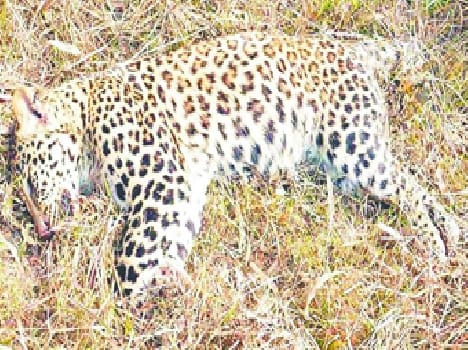 Guldar cub found the body