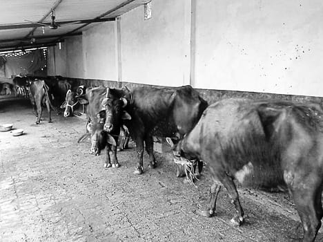 The district began flowing rivers of milk