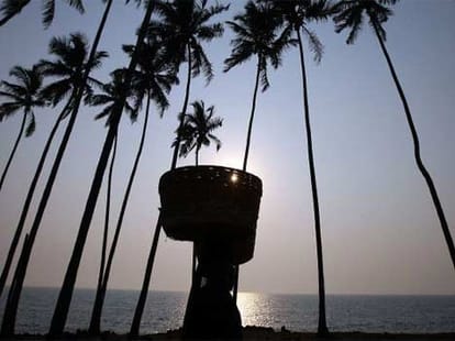 goa coconut tree contoversy