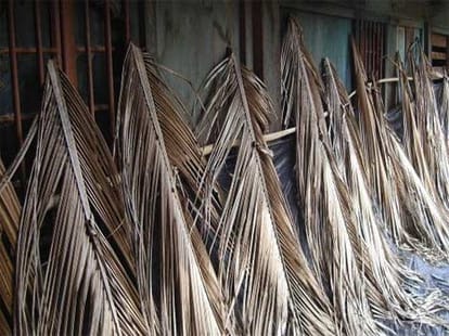 goa coconut tree contoversy