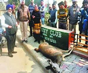 wild animal sambhar dead due to car hit in kharar