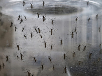 zika vrius get  lethal