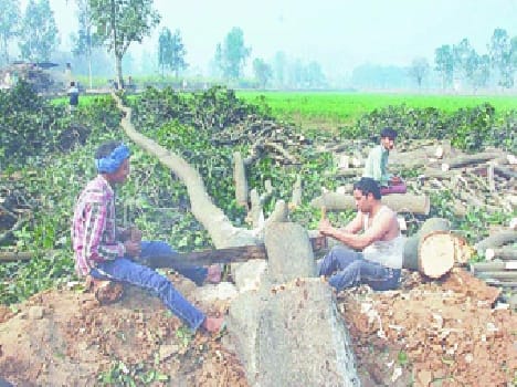 Green trees in the forest are being cut